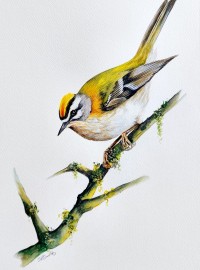 The Firecrest